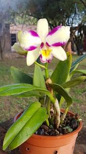 Rhyncholaeliocattleya Haw Yuan Beauty