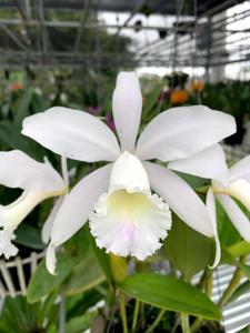 Cattleya Julio Conceiçao