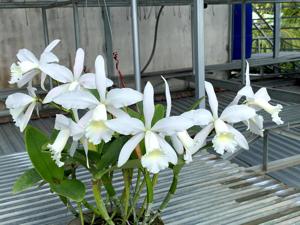 Cattleya Julio Conceiçao