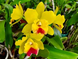 Cattlianthe Lemon Drop