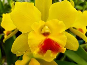 Cattlianthe Lemon Drop