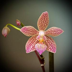 Phalaenopsis lindenii-viridis