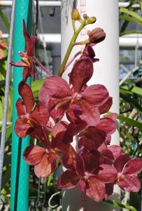 Vanda Motes Blue Yonder