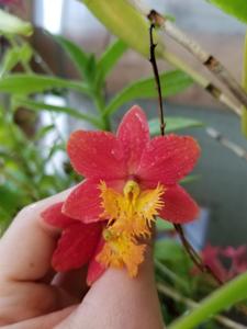 Epidendrum Pom Pom