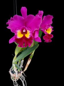 Rhyncholaeliocattleya Sweet Anniversary