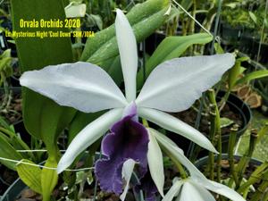 Cattleya Mysterious Night