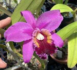 Rhyncholaeliocattleya Purple Belle