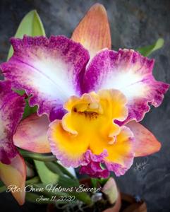 Rhyncholaeliocattleya Owen Holmes