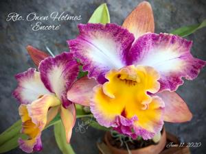 Rhyncholaeliocattleya Owen Holmes