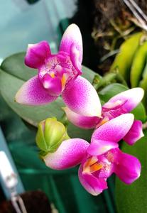 Phalaenopsis Vio Vio