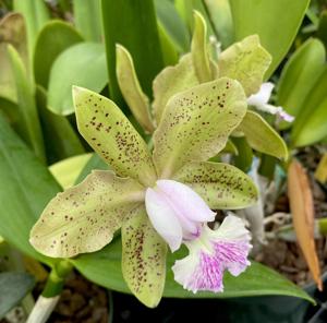 Cattleya Meng's Spotted Yen