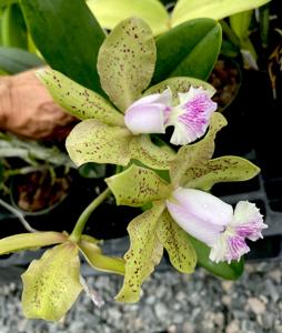 Cattleya Meng's Spotted Yen