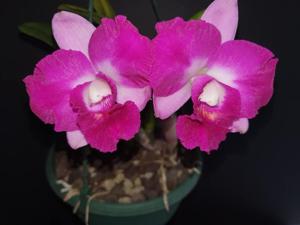 Rhyncholaeliocattleya Coconut Ice