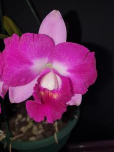 Rhyncholaeliocattleya Coconut Ice