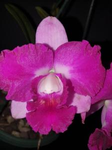 Rhyncholaeliocattleya Coconut Ice