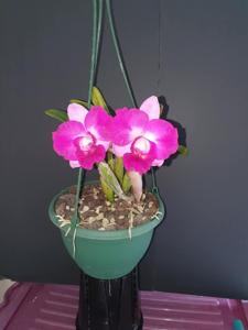 Rhyncholaeliocattleya Coconut Ice