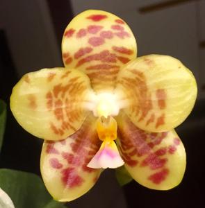 Phalaenopsis Yaphon Boss