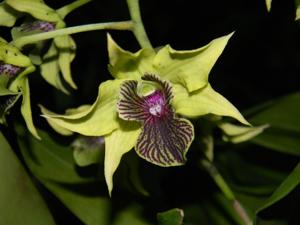 Dendrobium Green Wonder