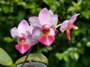 Phalaenopsis Liu's Cute Angel