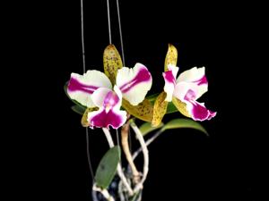 Cattleya Varut Palin