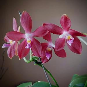 Phalaenopsis Miki C1 Bear