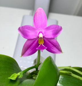 Phalaenopsis Arnel Tobia