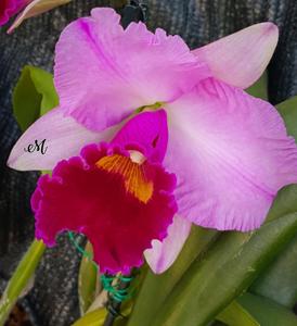 Cattleya Dorothy Fiene