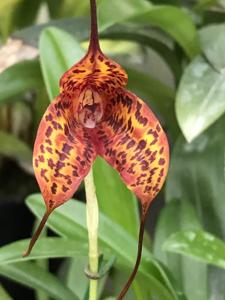 Masdevallia Sunset Jaguar