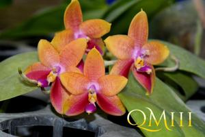 Phalaenopsis amboinensis-Miro Be Queen