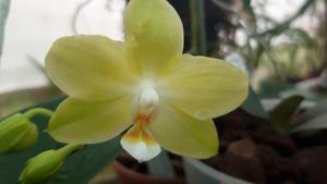 Phalaenopsis Sogo Manager