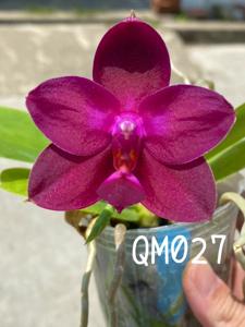 Phalaenopsis Mituo Sun-violacea-LD's Bear King