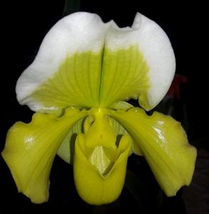 Paphiopedilum Yerba Buena