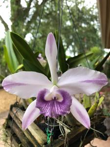 Cattleya Indigo Mist