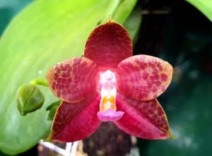 Phalaenopsis YangYang Prince