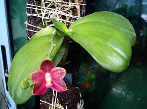 Phalaenopsis YangYang Prince