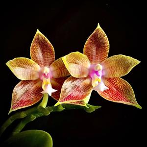 Phalaenopsis Sylvia M-LD's Bear King