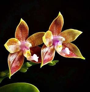 Phalaenopsis Sylvia M-LD's Bear King