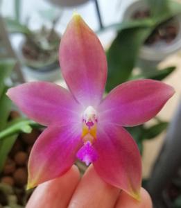 Phalaenopsis Miki Happy Eagle C1