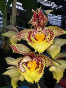 Catasetum Spotted Dragon