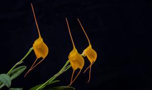 Masdevallia Golden Sun