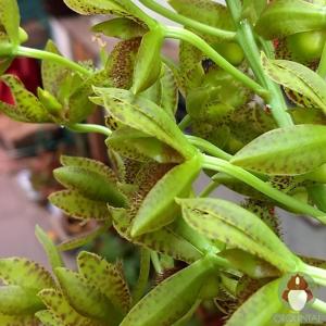 Clowesetum Alaena Lawson