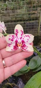 Phalaenopsis Bright Peacock