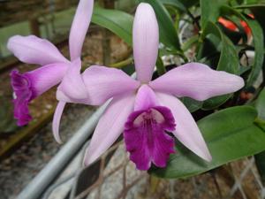 Cattleya Mariposa Reina