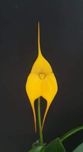 Masdevallia Golden Monarch