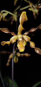 Dendrobium Boon Bryson