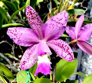 Cattleya Brabantiae