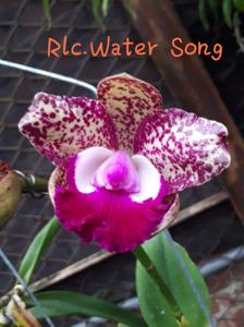 Rhyncholaeliocattleya Water Song