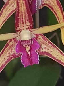 Dendrobium Rutherford Starburst