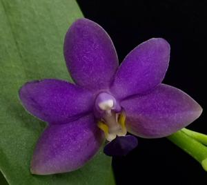 Phalaenopsis Purple Martin