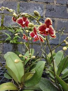 Phalaenopsis Lioulin Sparrow